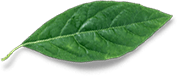 Leaf_1.png